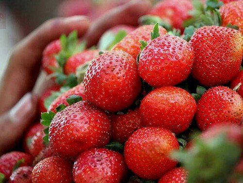 स्ट्रॉबेरी क्षेत्र